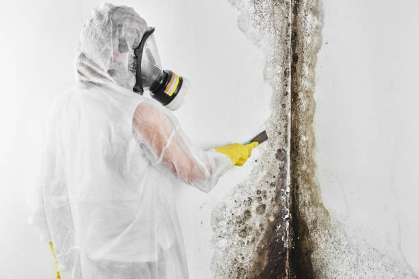 Best Mold Removal and Inspection  in Prairie Grove, AR