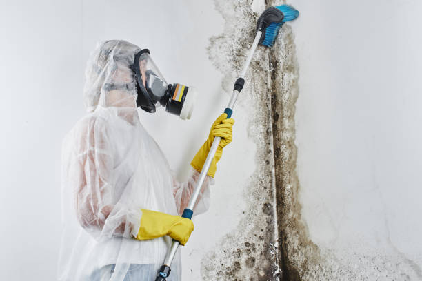 Professional Mold Removal in Prairie Grove, AR