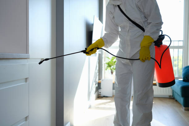 Attic Mold Removal in Prairie Grove, AR