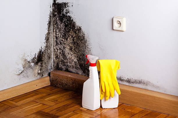 Best Office Mold Removal Services  in Prairie Grove, AR