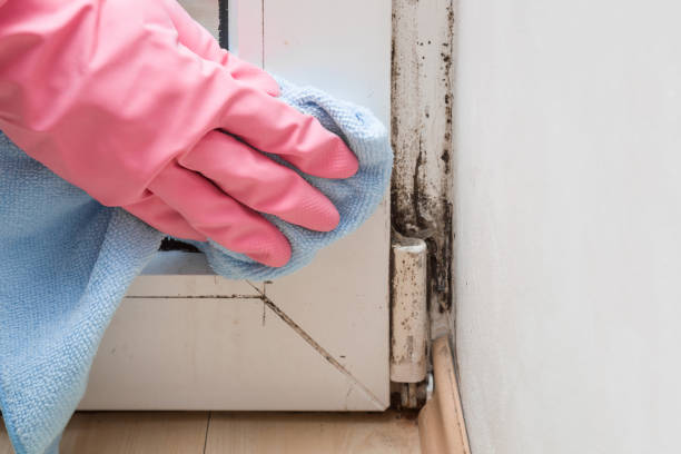 Best Residential Mold Removal  in Prairie Grove, AR
